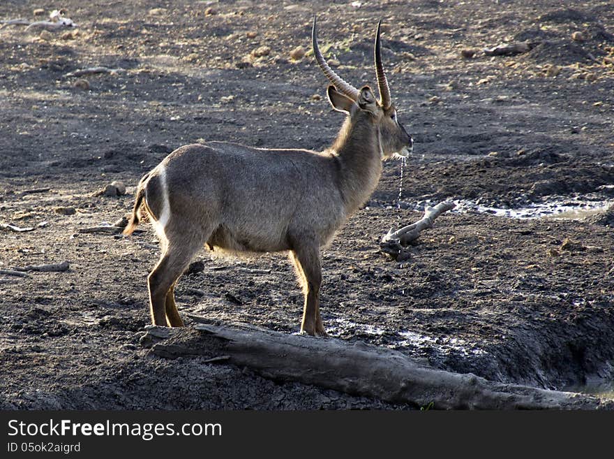 Waterbuck After Drinking