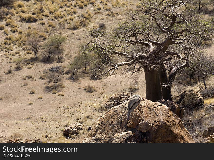 Baobab Tree With Nests