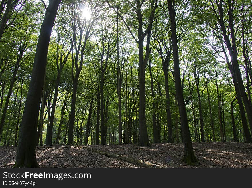 Sun shining in the forest