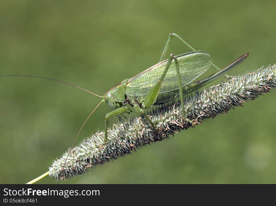 Grasshopper green (lat. Tettigonia viridissima) is an insect, representative of the family of These grasshoppers of a squad of Orthoptera. Adults reach a length of 28 - 36 mm As all of these grasshoppers, female ovipositor is compressed from the sides, Crescent. Grasshopper green (lat. Tettigonia viridissima) is an insect, representative of the family of These grasshoppers of a squad of Orthoptera. Adults reach a length of 28 - 36 mm As all of these grasshoppers, female ovipositor is compressed from the sides, Crescent