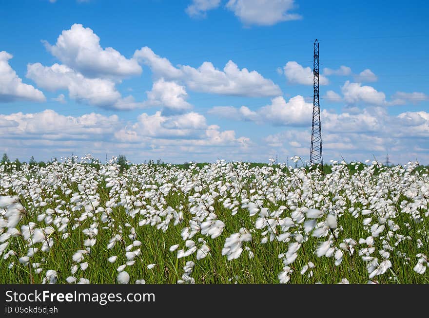 Summer scenic landscape with blooming cotton grass. Summer scenic landscape with blooming cotton grass