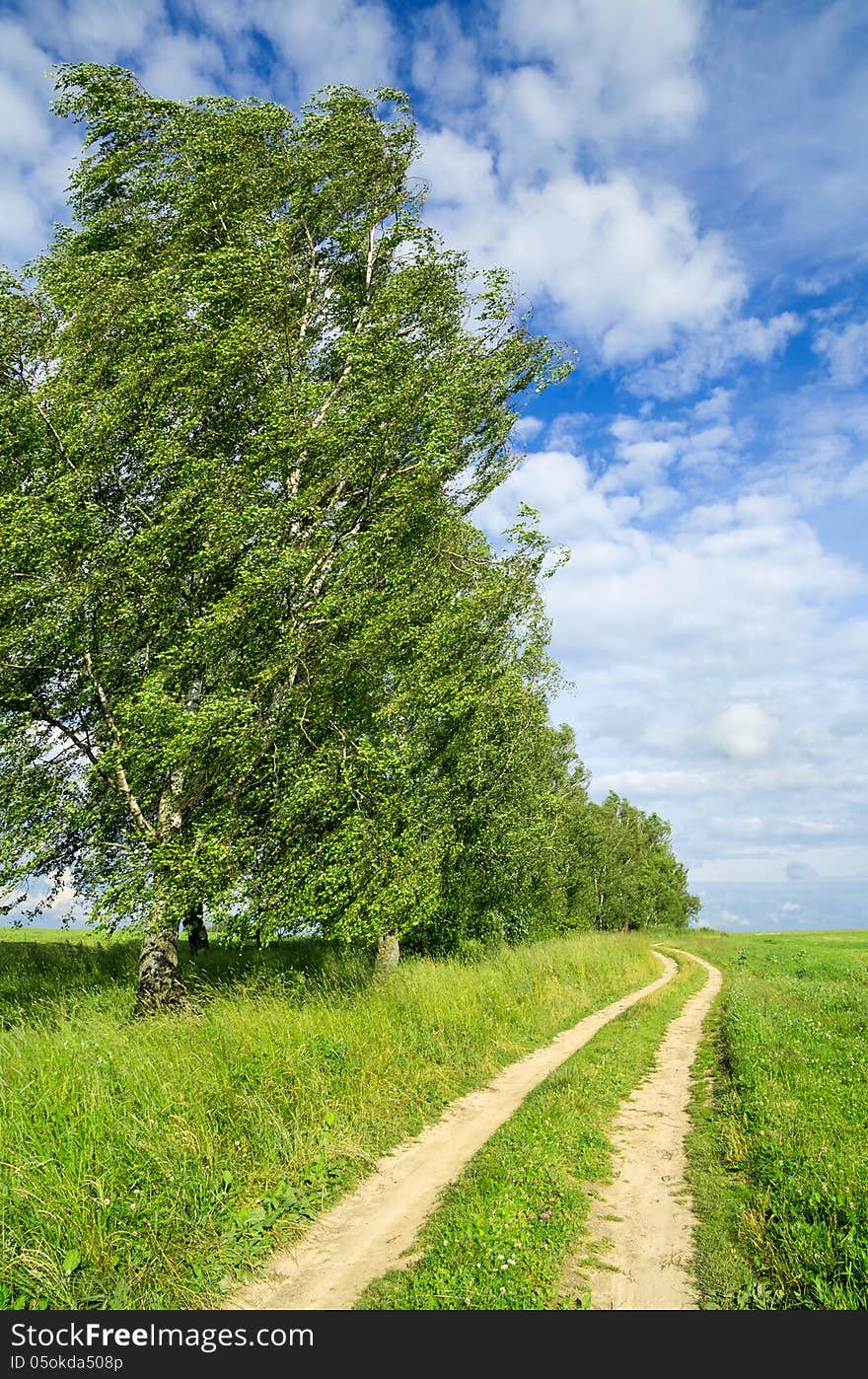 Summer landscape with birch trees along the road