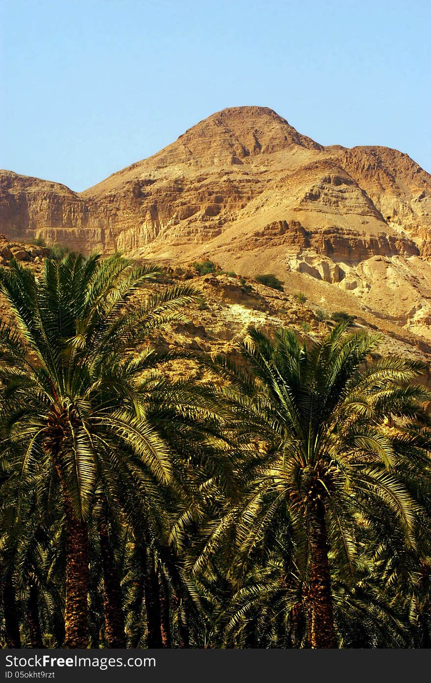 A grove of palm trees in Ein Gedi oasis in the Judea Desert, Israel. A grove of palm trees in Ein Gedi oasis in the Judea Desert, Israel.