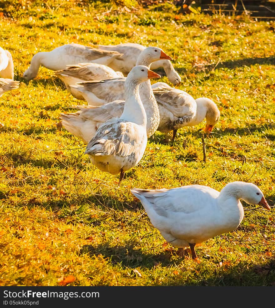 Geese On Green Grass