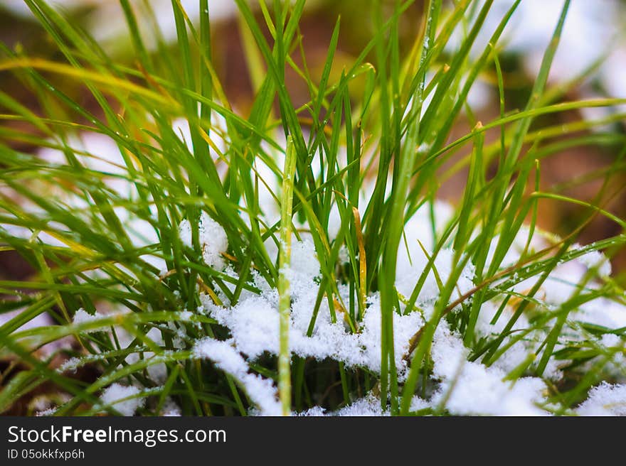 Grass under the snow