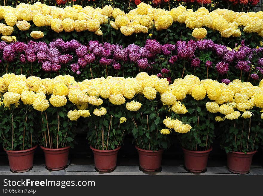 Spring colorful flowers in pots.