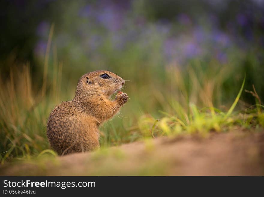 Common Ground on the meadow with nuts