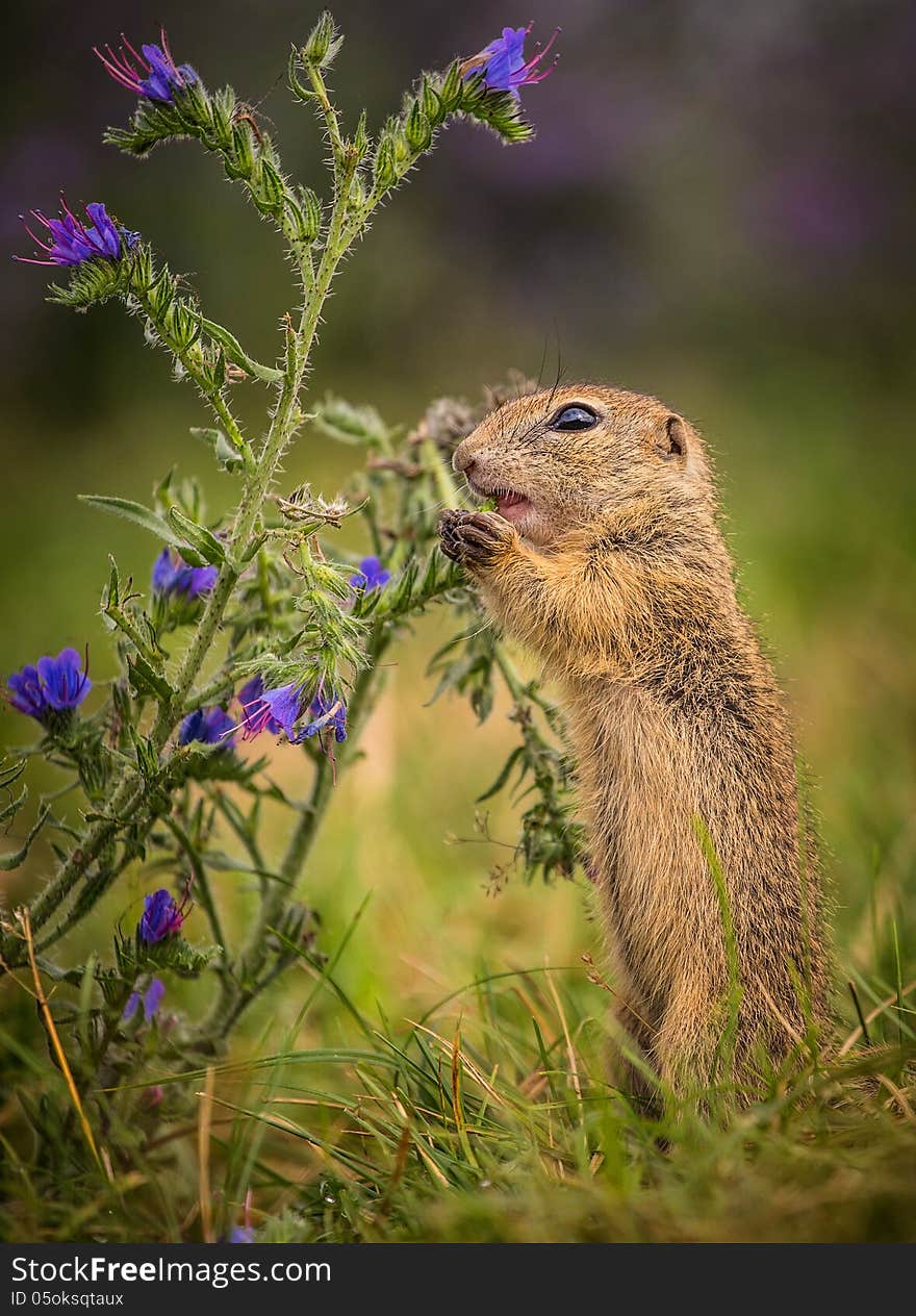 Common Ground on the meadow with nuts