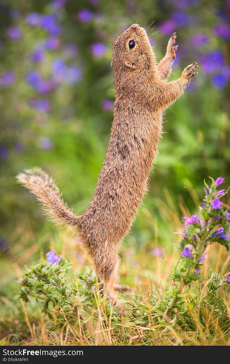 Common Ground on the meadow with nuts