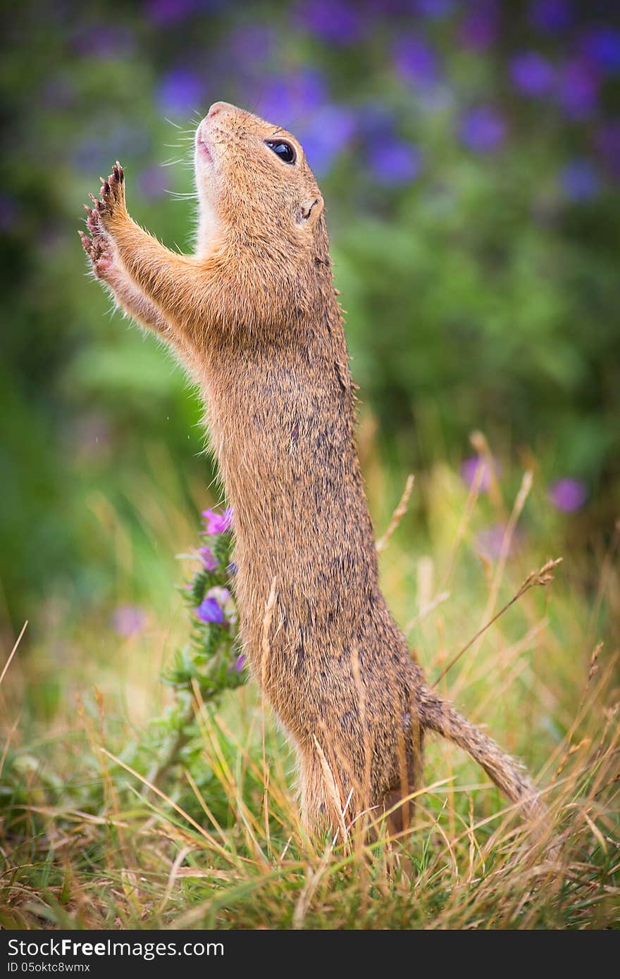 Common Ground on the meadow with nuts