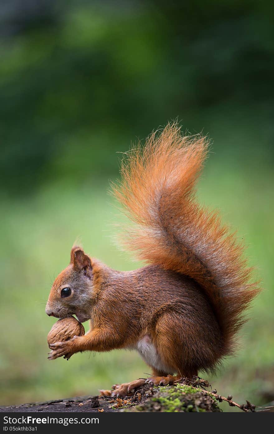 Squirrel in the forest in summer