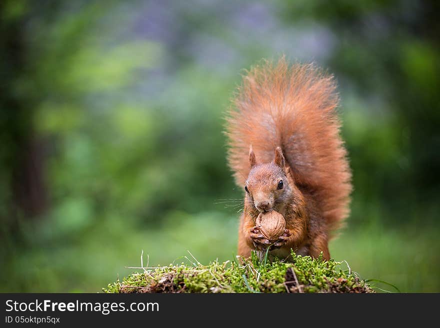 Squirrel in the forest in summer