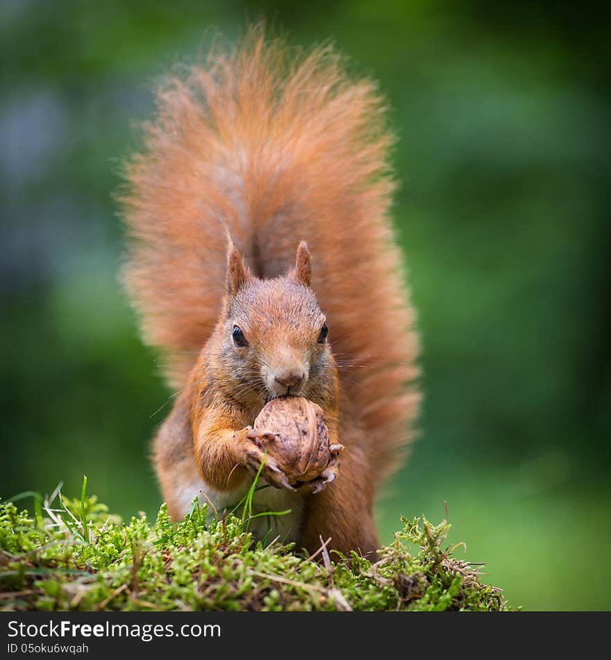 Squirrel in the forest in summer