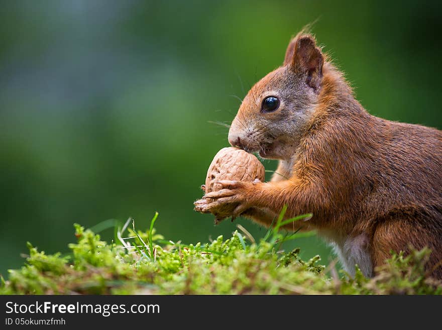 Squirrel in the forest in summer