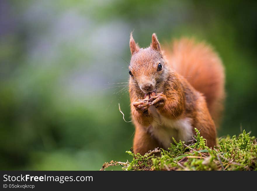 Squirrel in the forest in summer