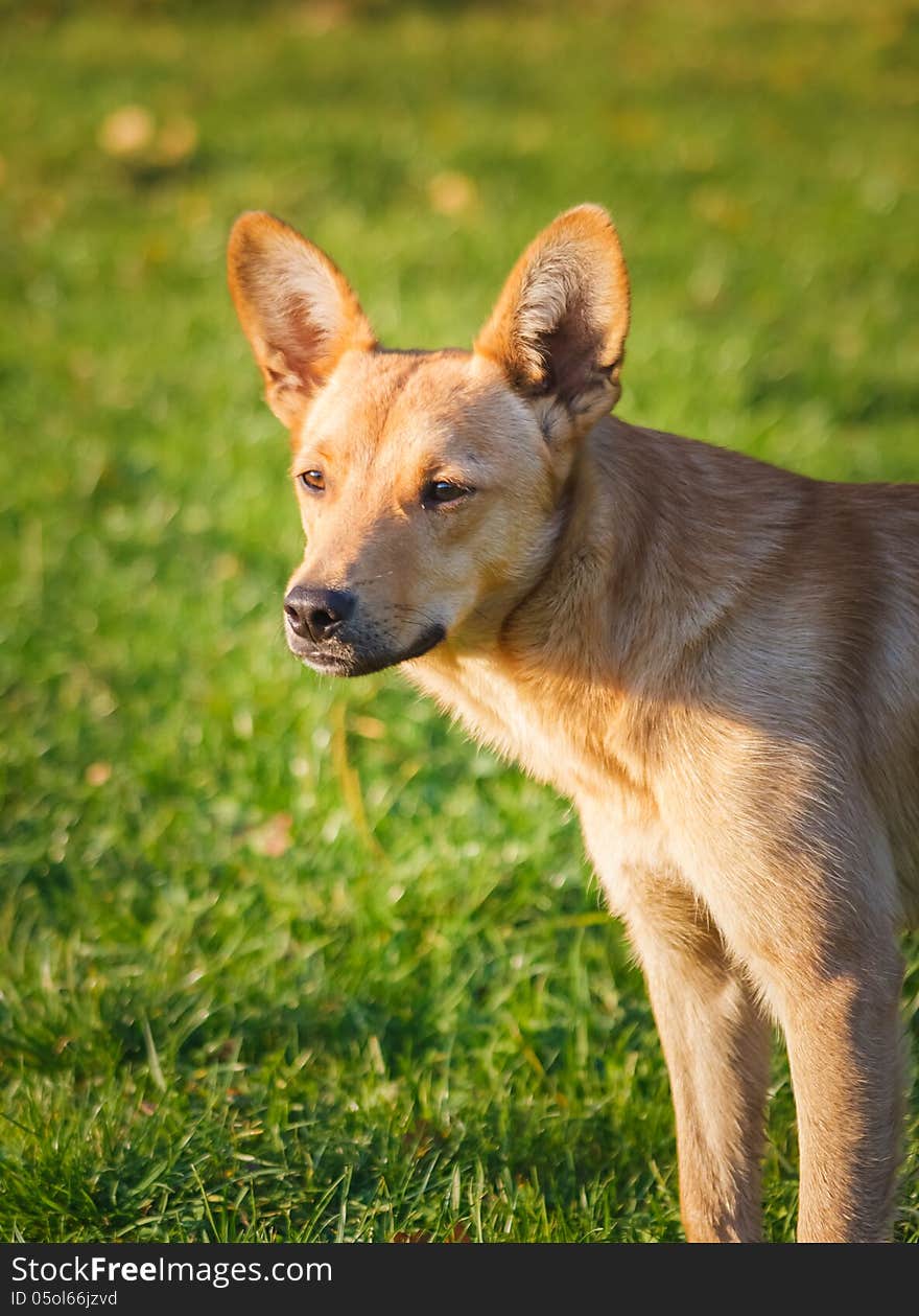 Red dog in a green meadow outdoor. Red dog in a green meadow outdoor