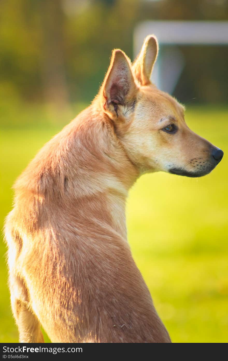 Red dog. Close up portrait