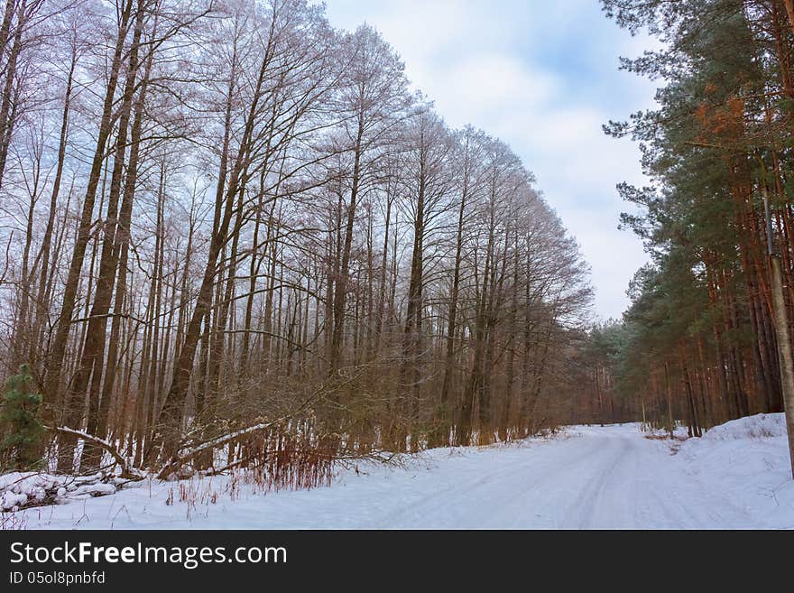 Landscape with a winter forest road. Landscape with a winter forest road