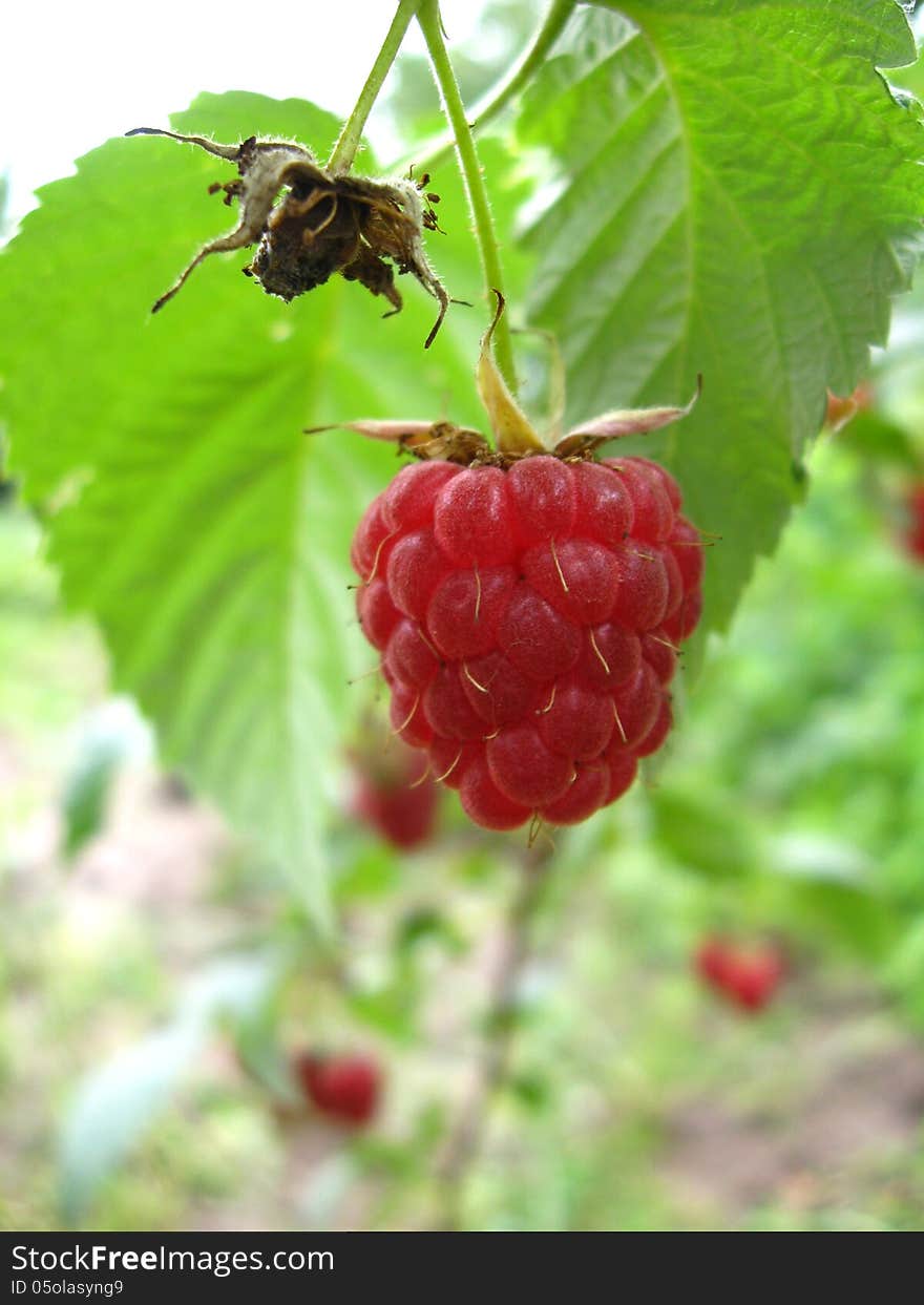 Red berries of raspberry