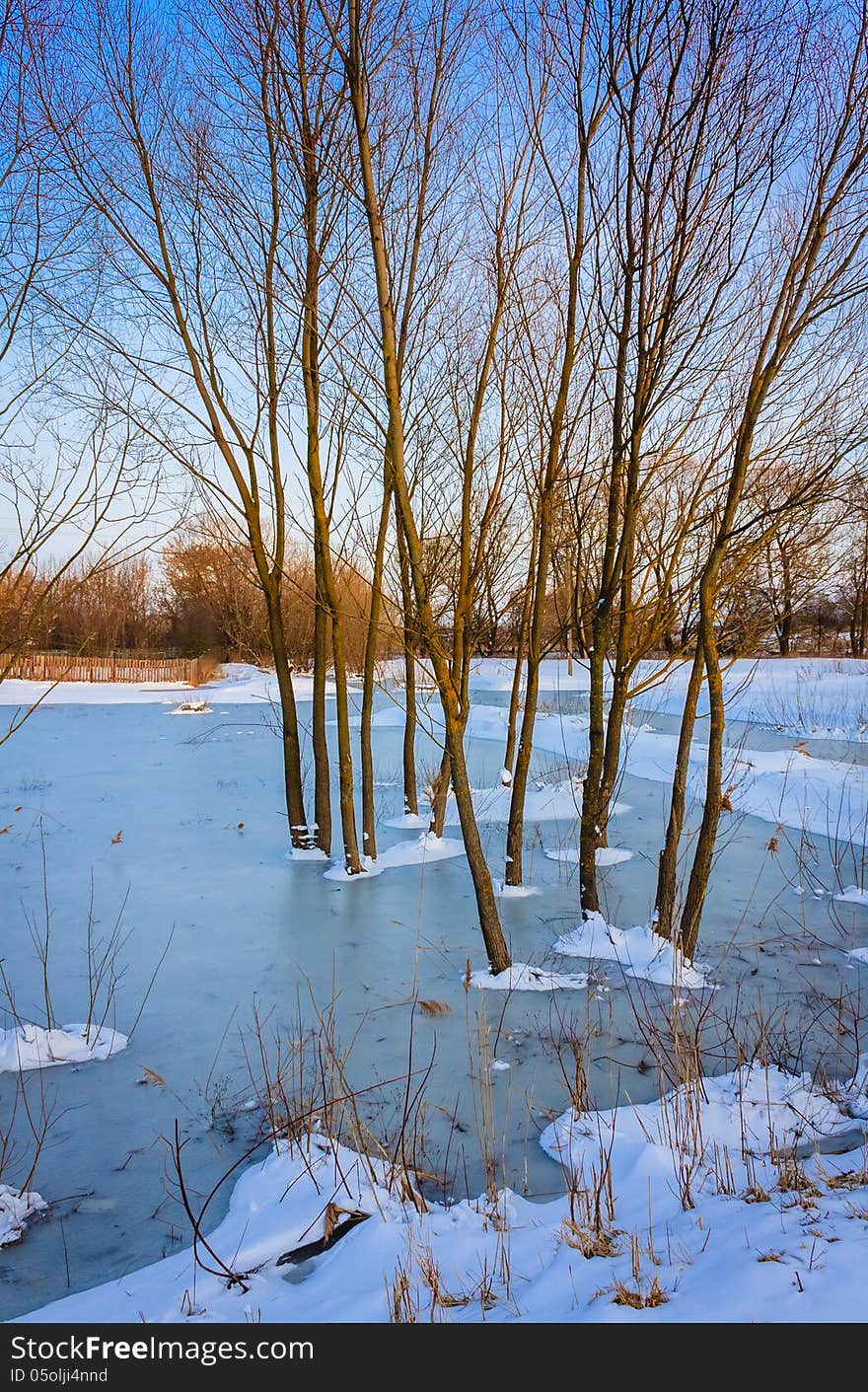 Wild Bog. Russian Nature In Winter. Wild Bog. Russian Nature In Winter