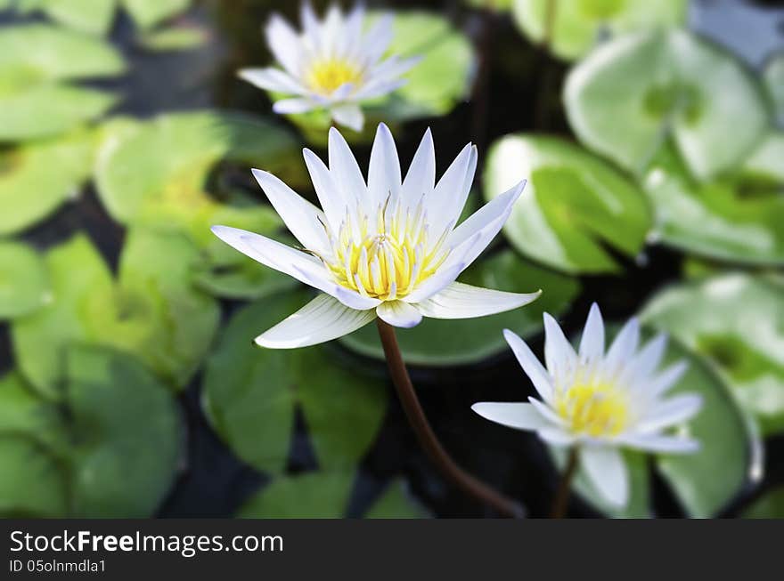 White lotus and green leaves in the pond