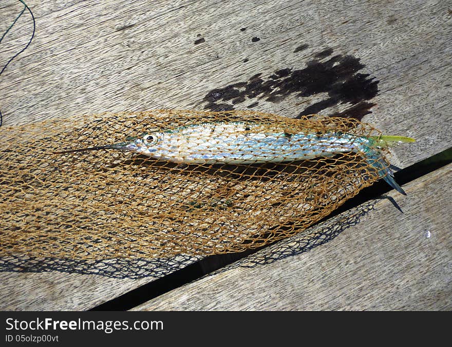 Netted fish in commercial fishing nets