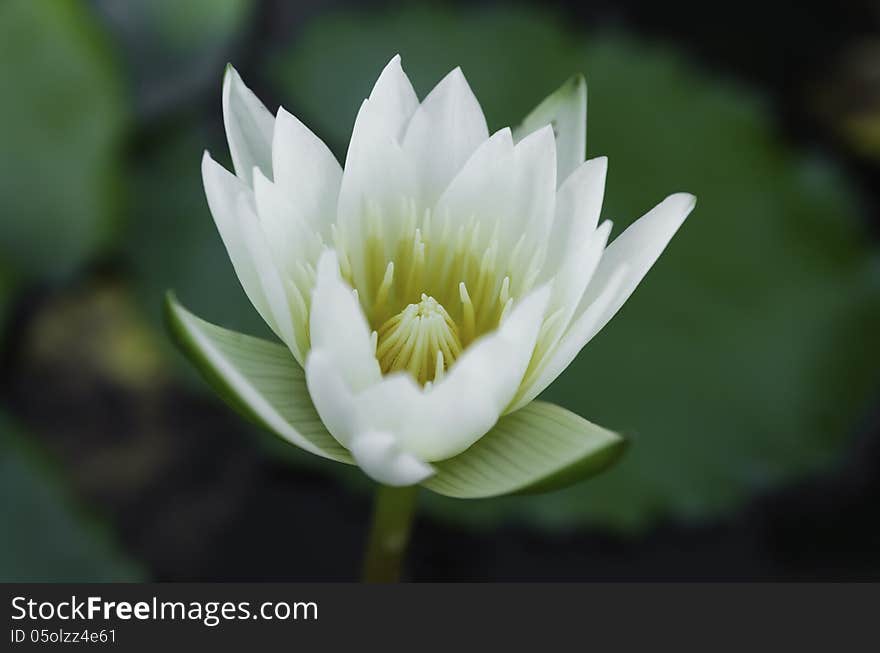 White lotus and green leaves in the pond