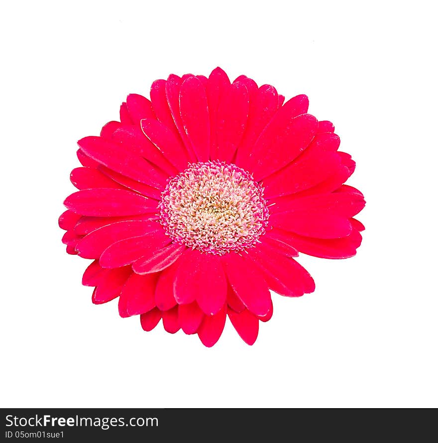 Isolated image of gerbera flower heads on a white background. Isolated image of gerbera flower heads on a white background