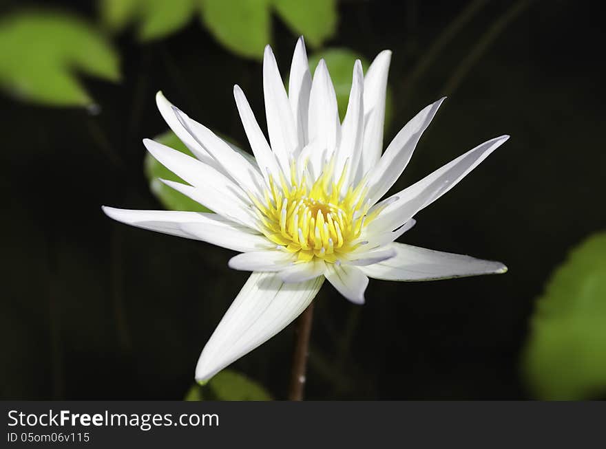 White lotus and green leaves in the pond