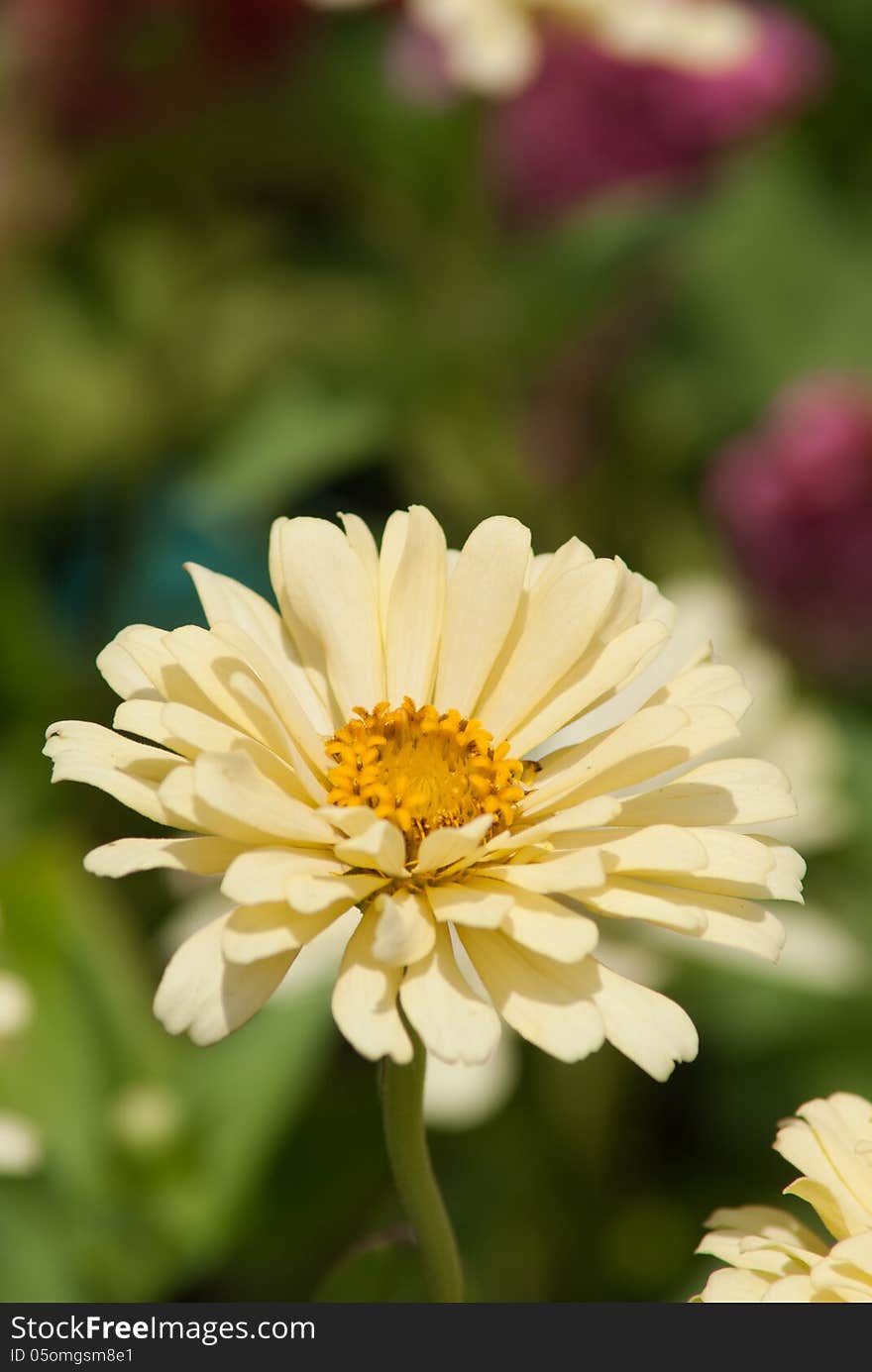 Cream color flower in the garden. Cream color flower in the garden