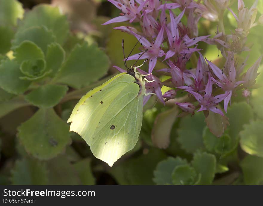 Gonepteryx rhamni - day butterfly from a family of pierids (Pieridae). Male bright yellow wings with 4 orange-red spots, one on each wing. The color of the female is much paler, but spots on the wings. Gonepteryx rhamni - day butterfly from a family of pierids (Pieridae). Male bright yellow wings with 4 orange-red spots, one on each wing. The color of the female is much paler, but spots on the wings.