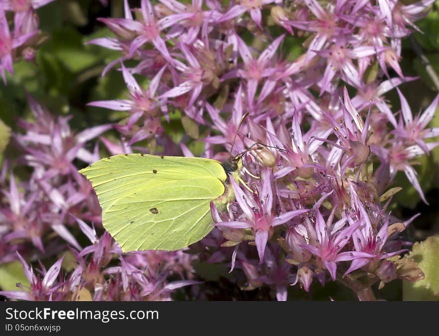 Butterfly lemon colored &x28; Gonepteryx rhamni &x29;.