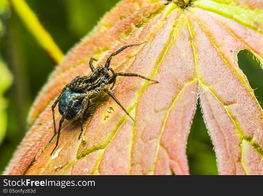 Portrait of a spider