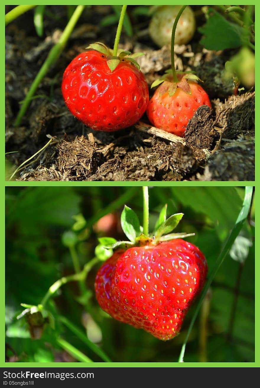 Collage of two strawberry pictures. Collage of two strawberry pictures