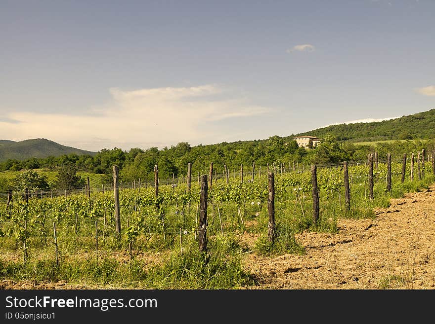 Vineyard on a hill at sunset