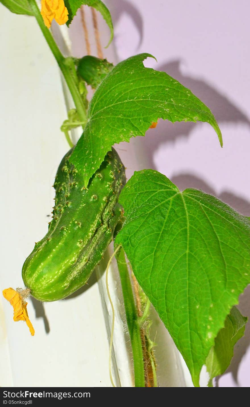 Image of a single cucumber on a vine