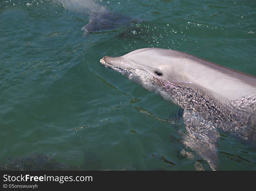 Swimming Dolphin