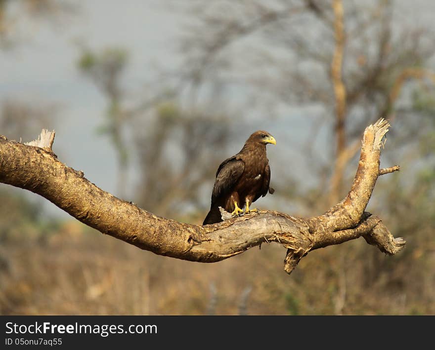 Black Kite