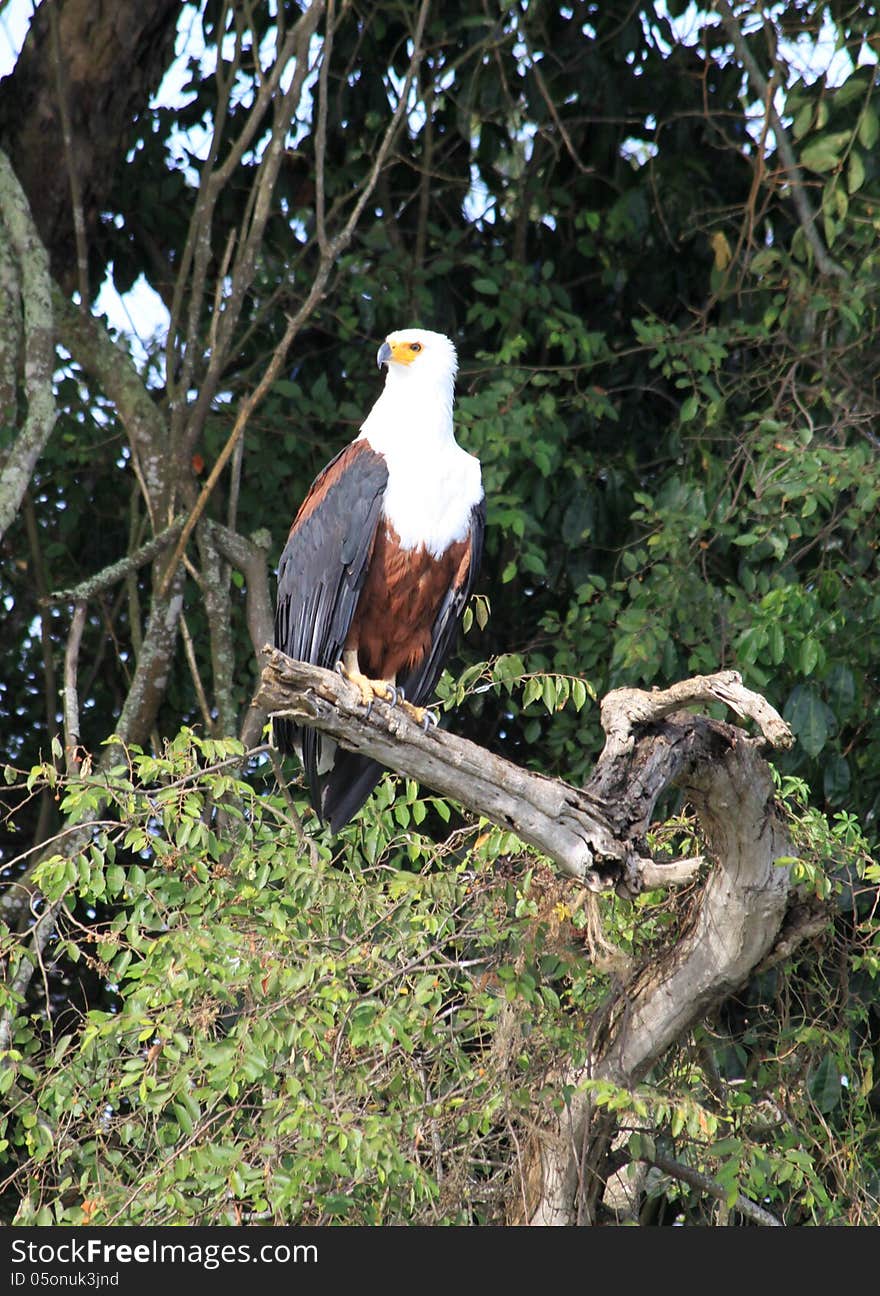 African Fish Eagle surveys the surroundings while perched in a tree in rural Uganda.