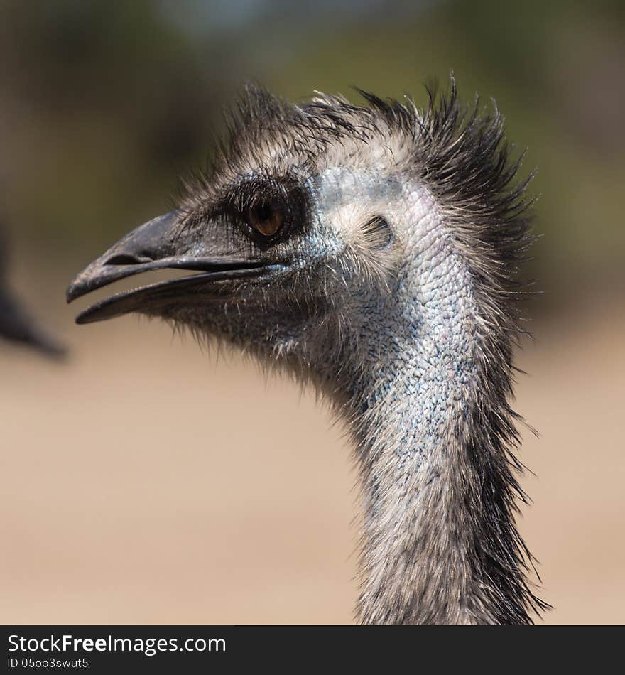 Young ostrich in the outback near Melbourne