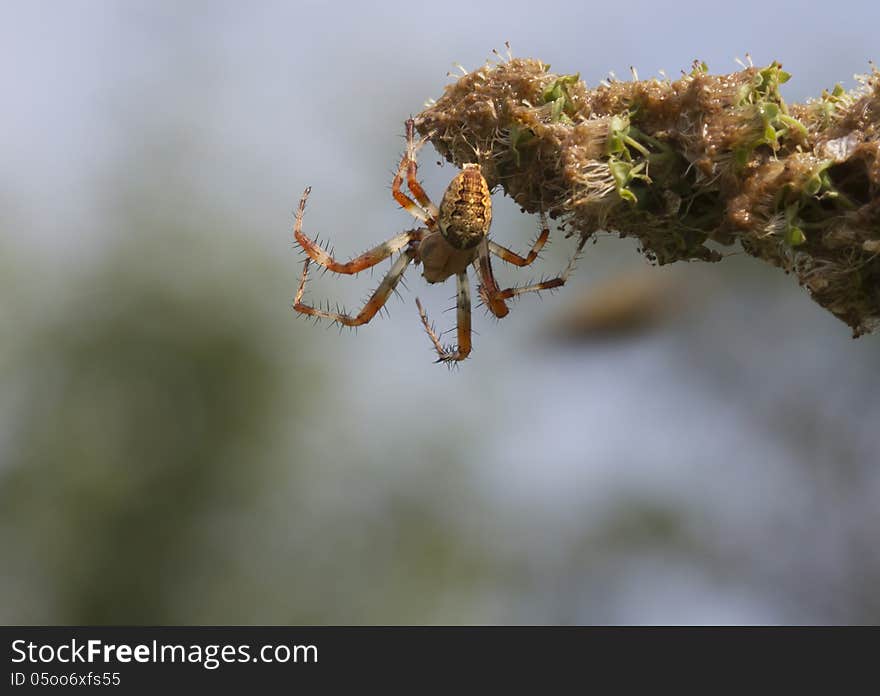 Spiders its prey with wide web. During the hunting spider can eat at one sitting around a dozen of the flies. Poison крестовиков is dangerous only for small insects, man he can't hurt. Spiders its prey with wide web. During the hunting spider can eat at one sitting around a dozen of the flies. Poison крестовиков is dangerous only for small insects, man he can't hurt.