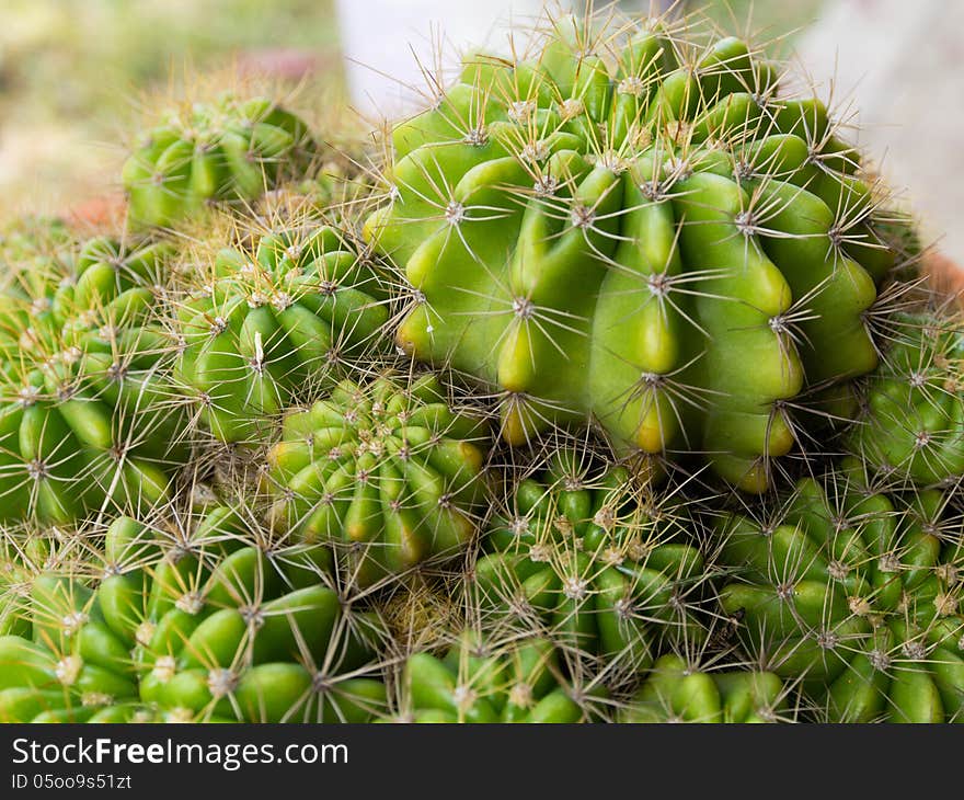 View of a cactus