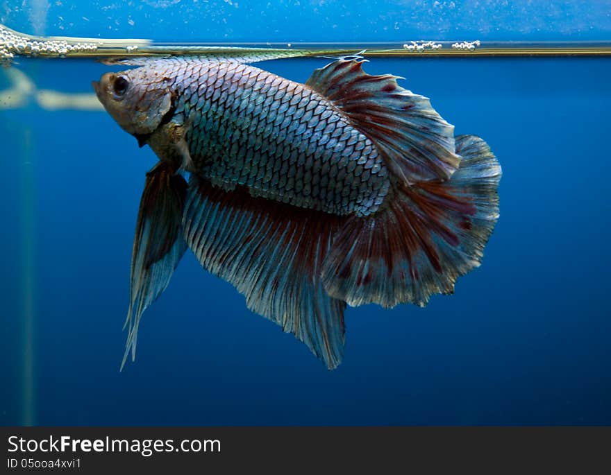 Siamese fighting fish