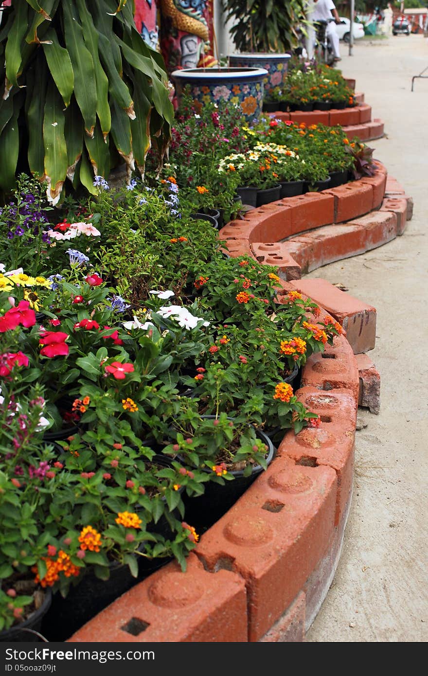 Front yard garden. Townhouse in Thailand. Front yard garden. Townhouse in Thailand