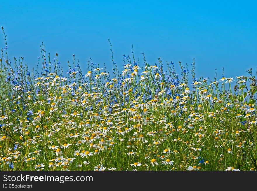 Field of chamomiles and cornflower and blue sky