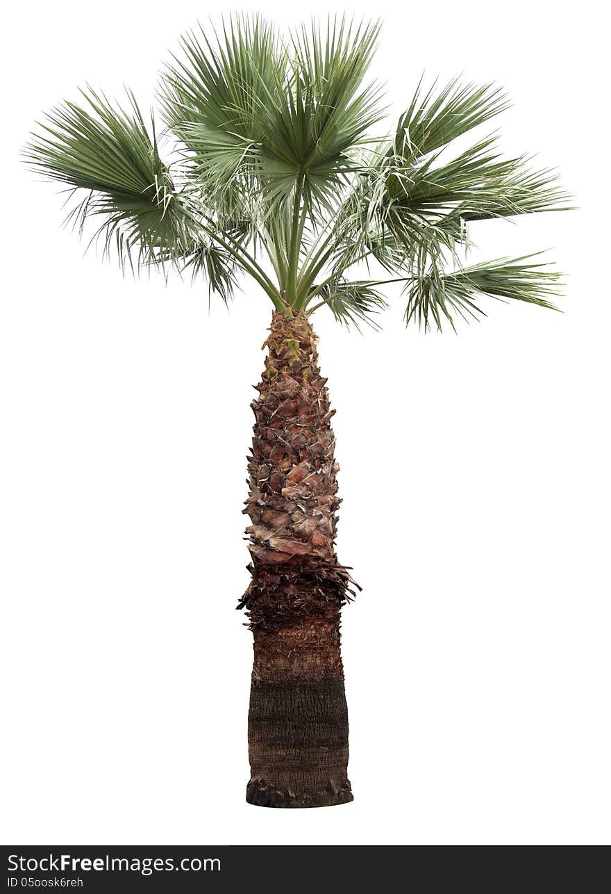 Isolated palm-tree