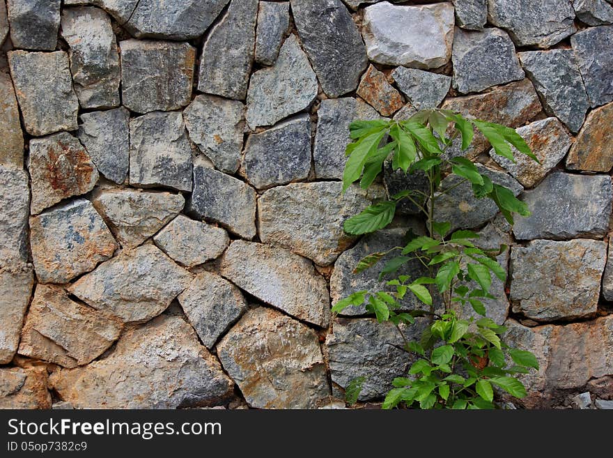 Trees and stone