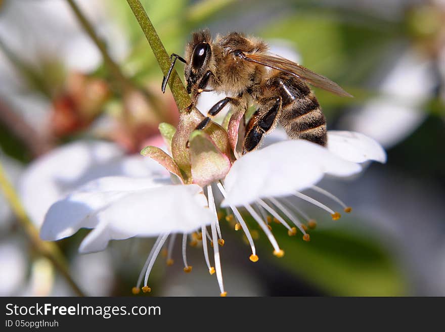 Bee On A Cherry-blossom