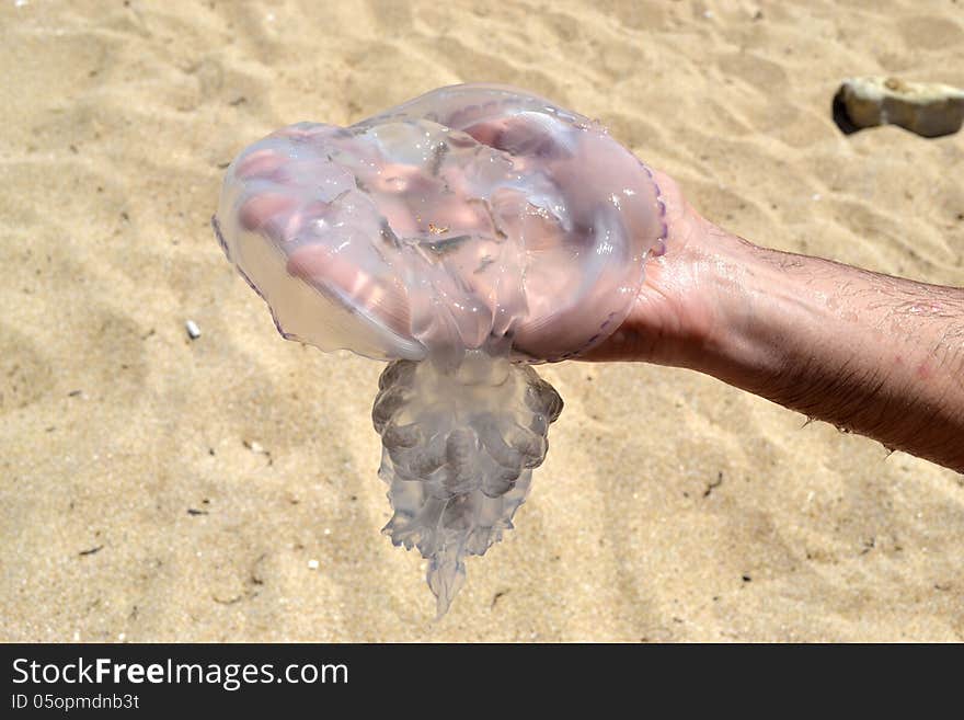 Jellyfish in the hand