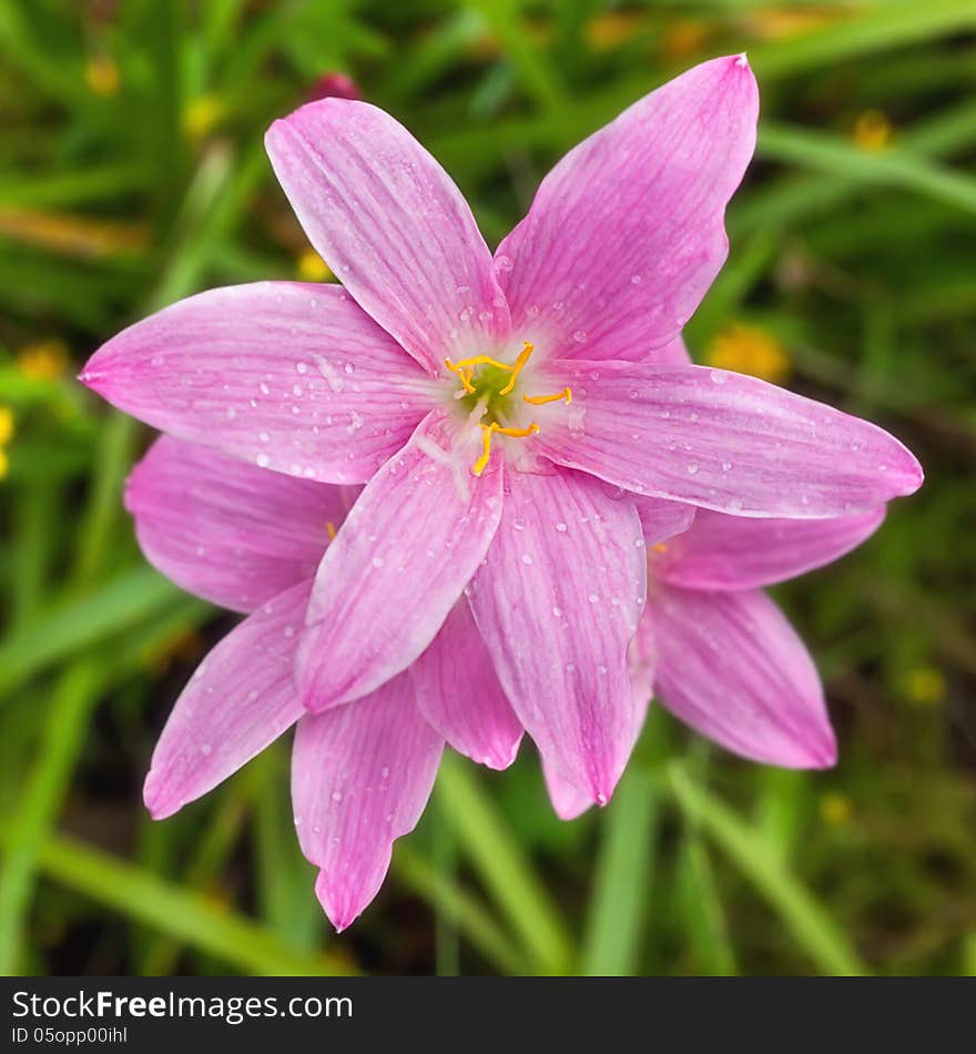 Pink flower and pollen on green leaf background